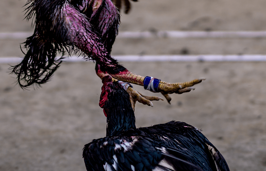 ¿En qué pata se le amarra la navaja al gallo de pelea? - Llabana