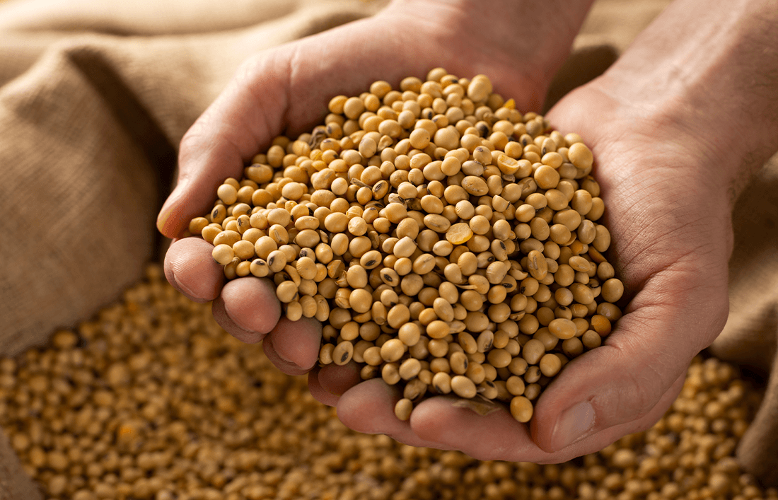 ¿Para qué sirve la cascarilla de soya en la alimentación animal? - Llabana