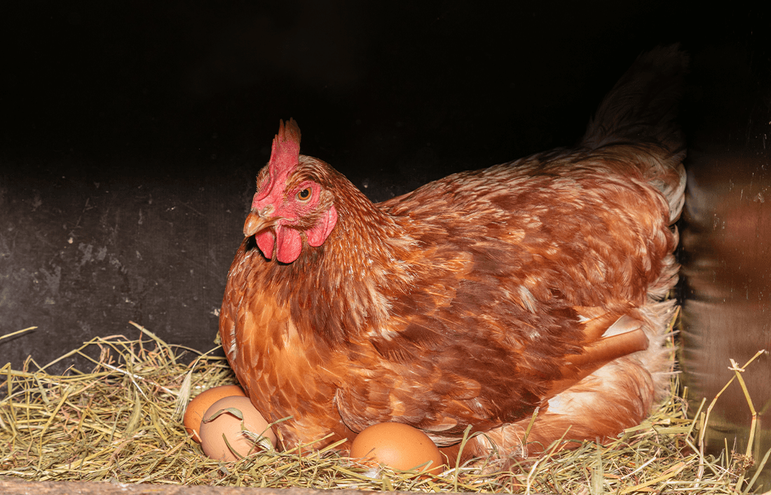 Plan Llabana para Aves de Postura - Llabana