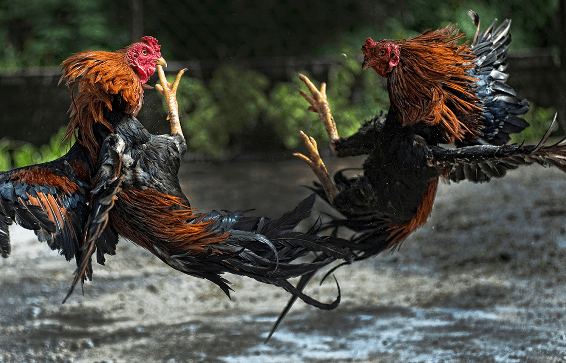 Principales accesorios para gallos de pelea - Llabana