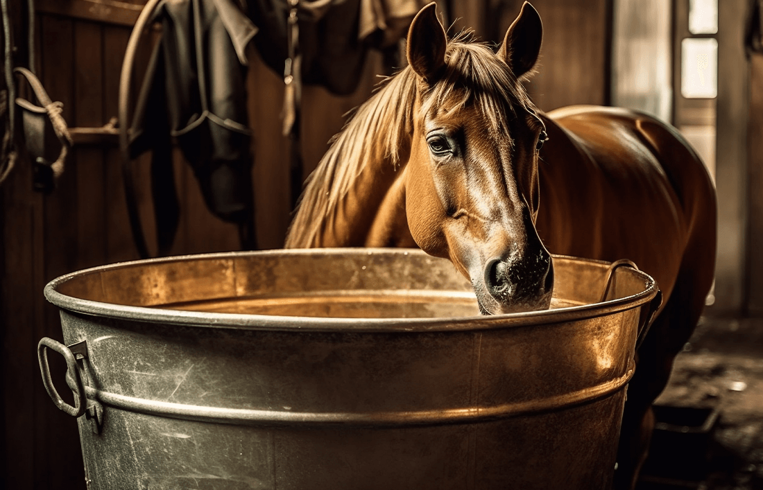 Tipos de alimentos para caballos - Llabana