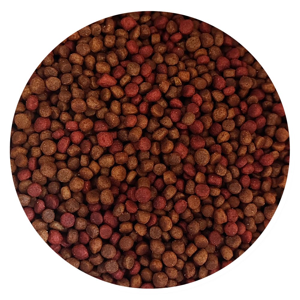 Croquetas Noble Adultos - Llabana