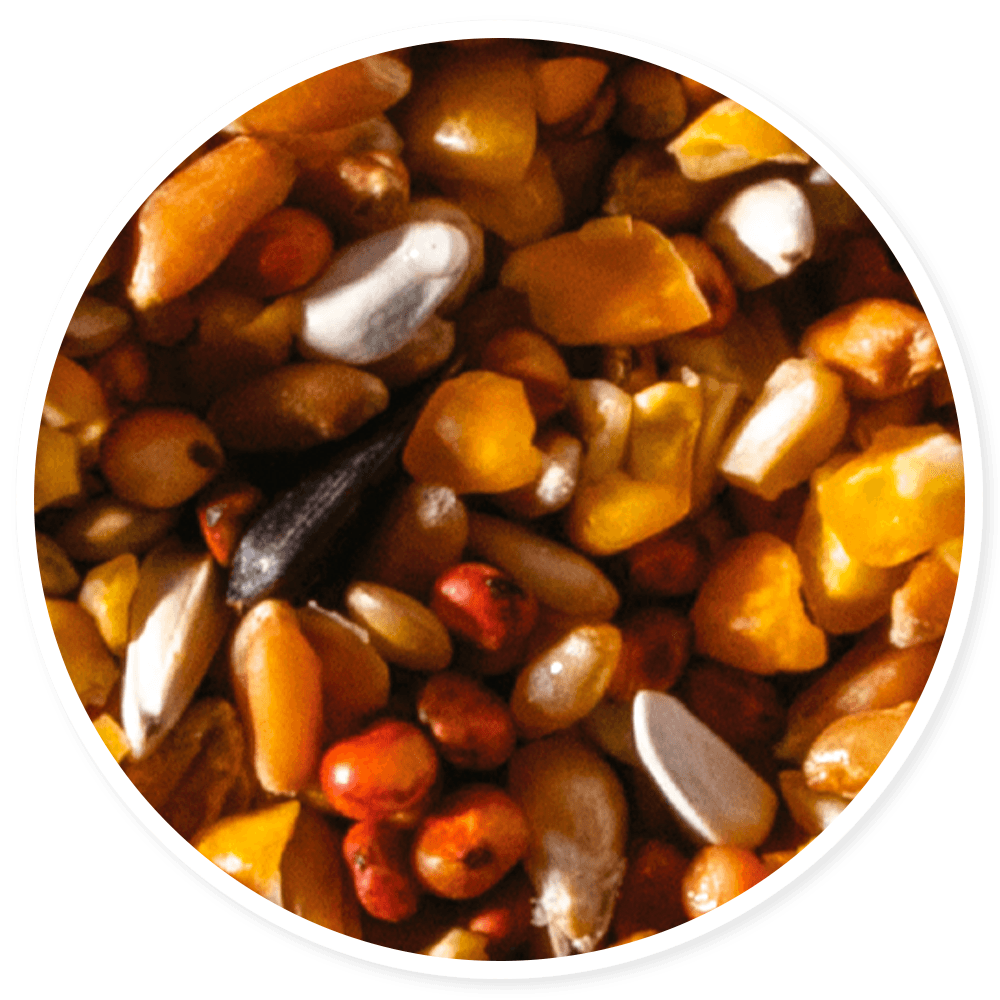 Purina Templanza Granos Select - Llabana