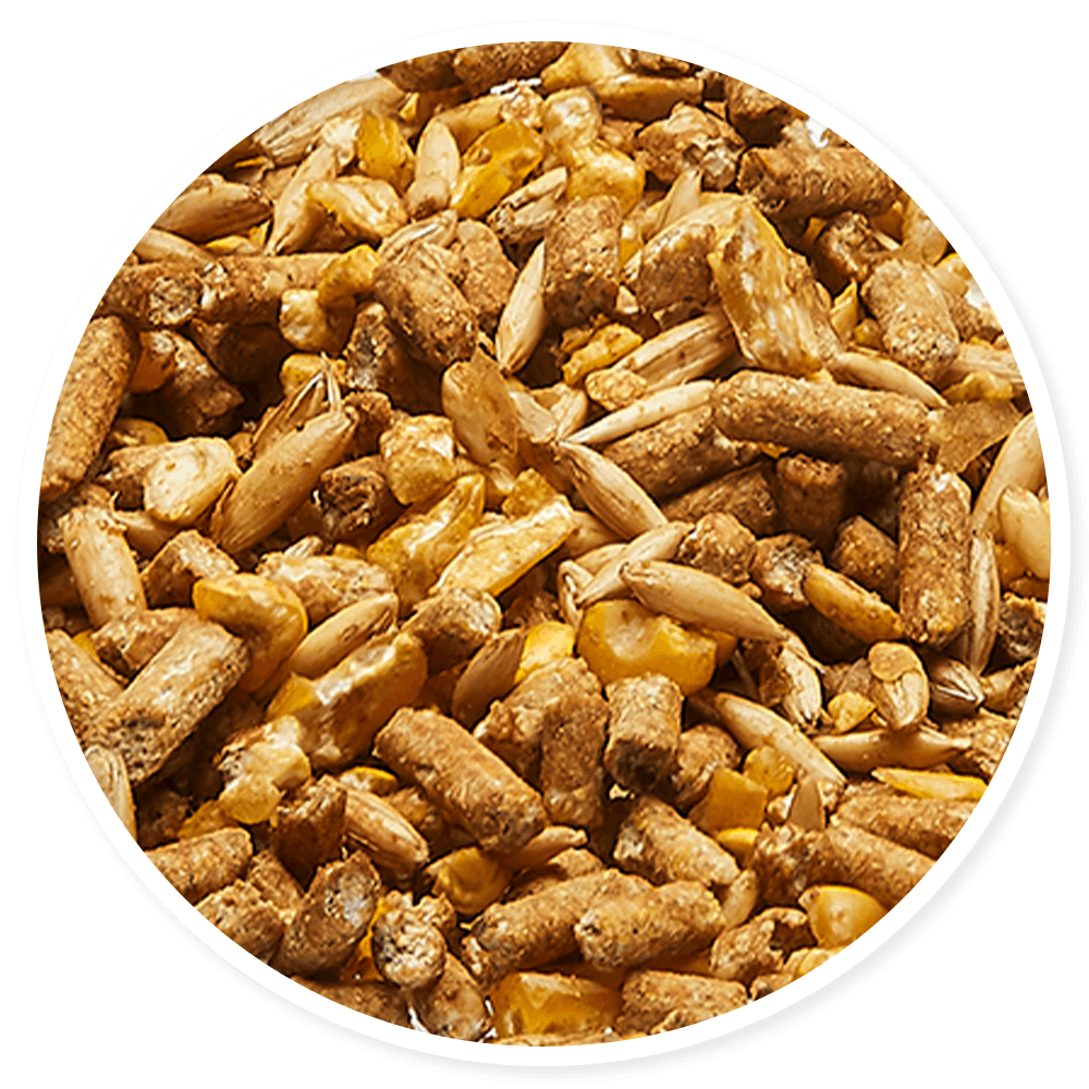 Purina Omolene 350 Invictus - Llabana