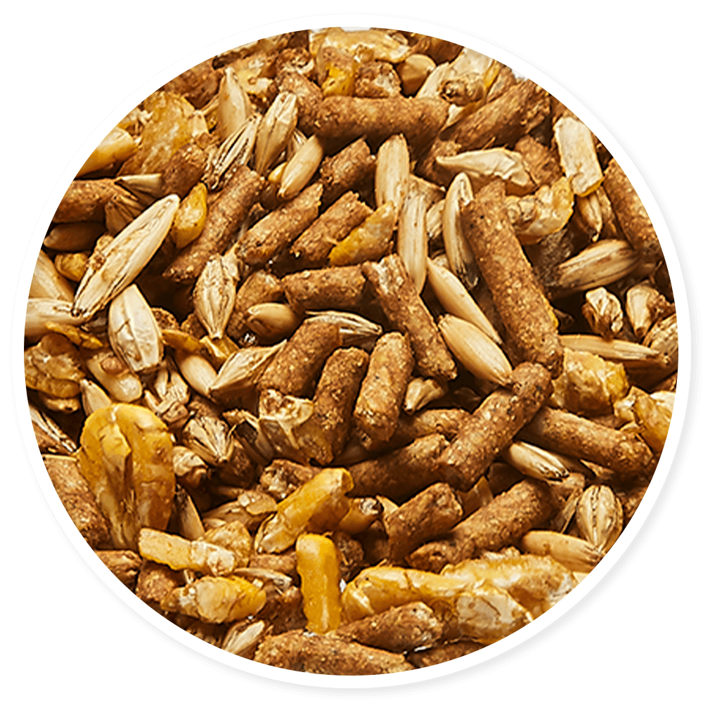 Purina Omolin Rey de Oros - Llabana