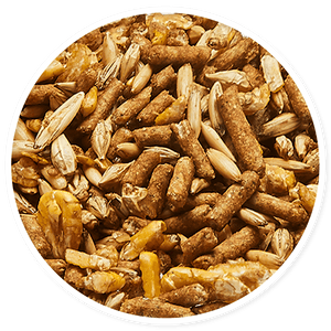 Purina Omolin Rey de Oros - Llabana