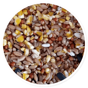 Pastores Scratch - Llabana