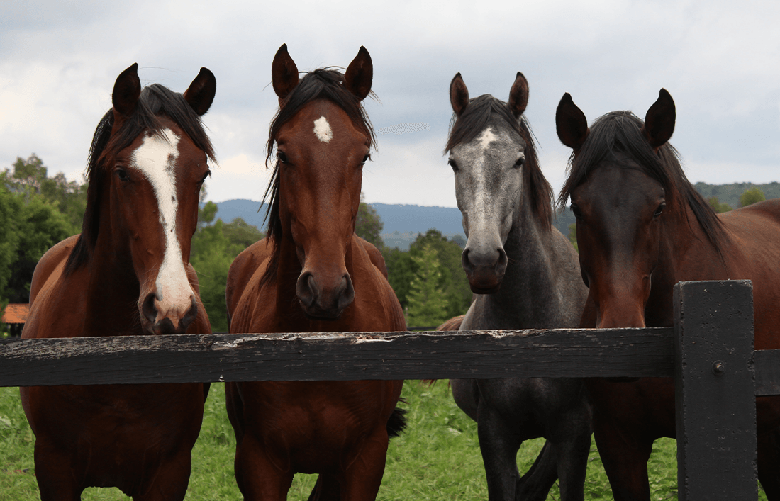 10 cuidados necesarios para tu caballo - Llabana