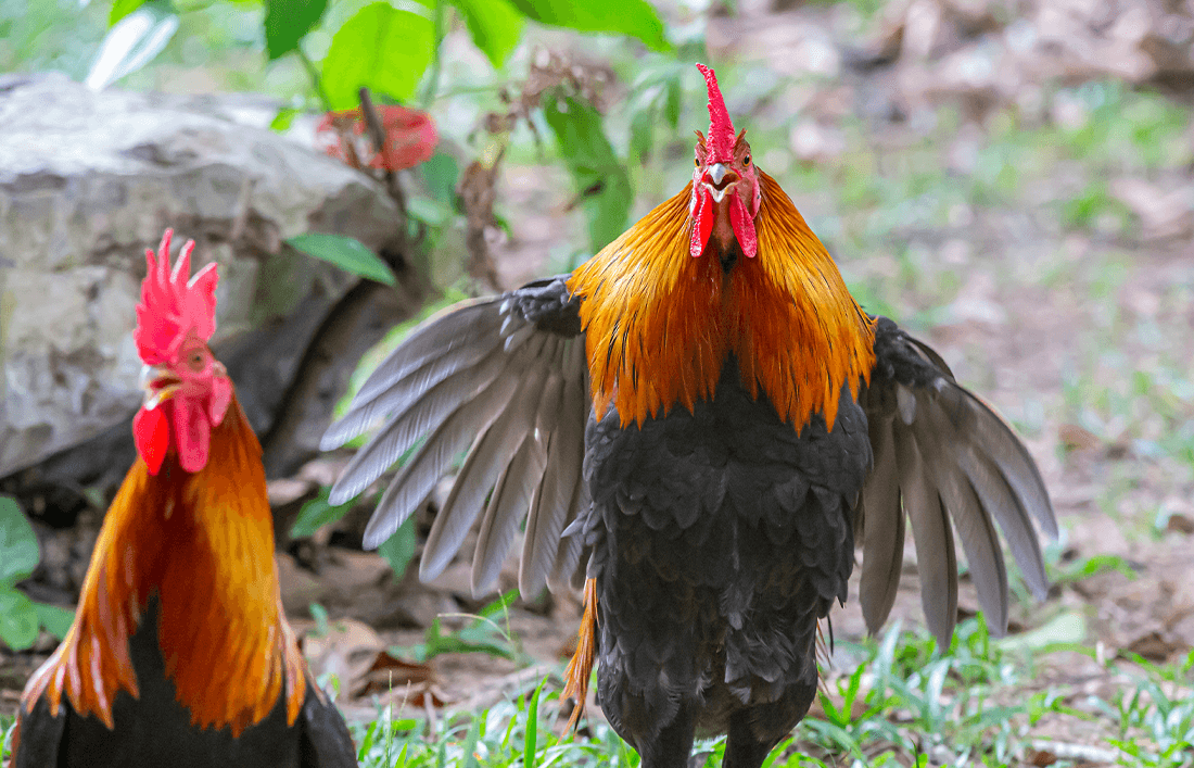 5 consejos para que tus gallos de pelea estén saludables - Llabana