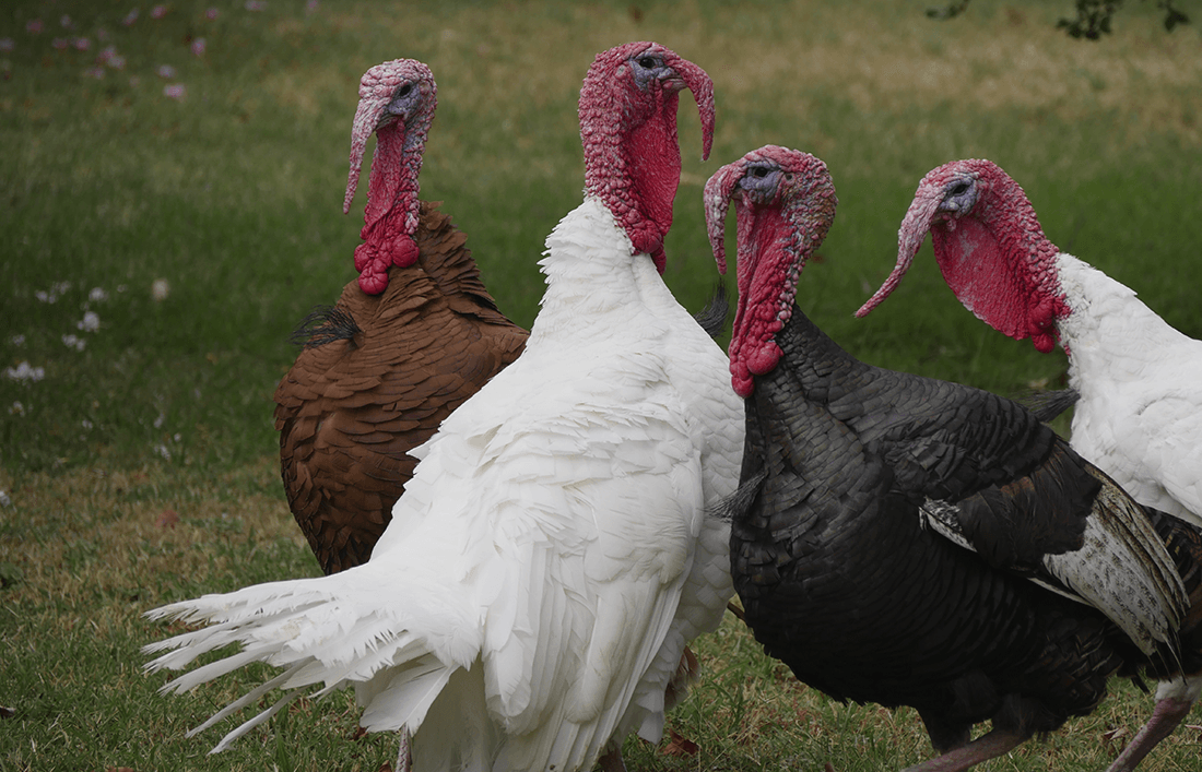 El pavo doméstico y como puedo alimentarlo - Llabana