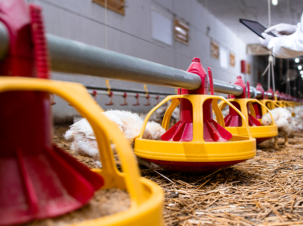 Accesorios para gallos